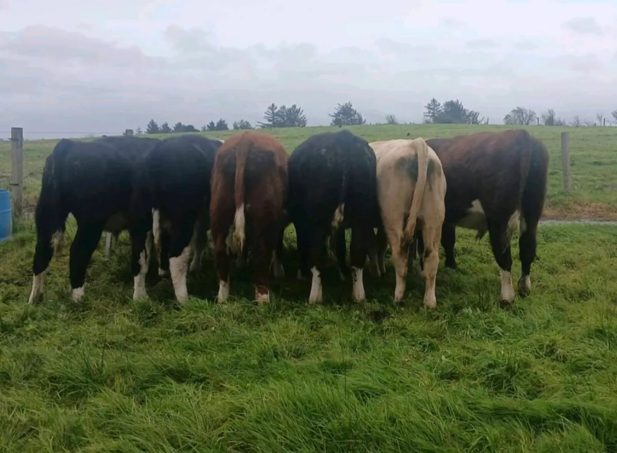 WEANLINGS - Image 2