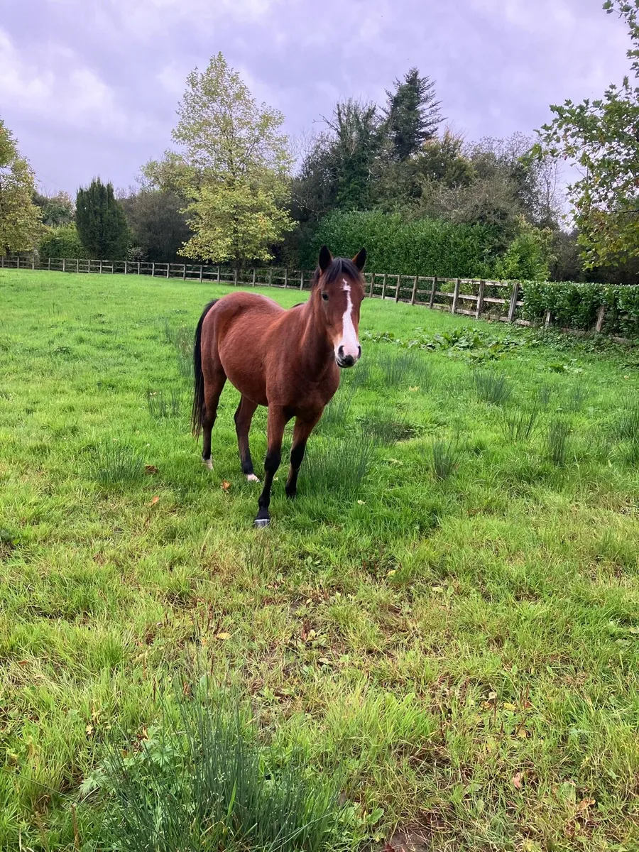 Connemara Filly - Image 1