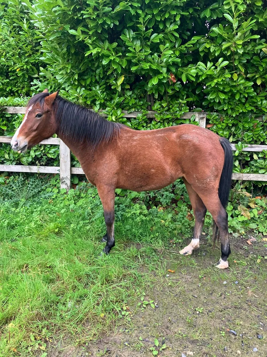 Connemara Filly - Image 2