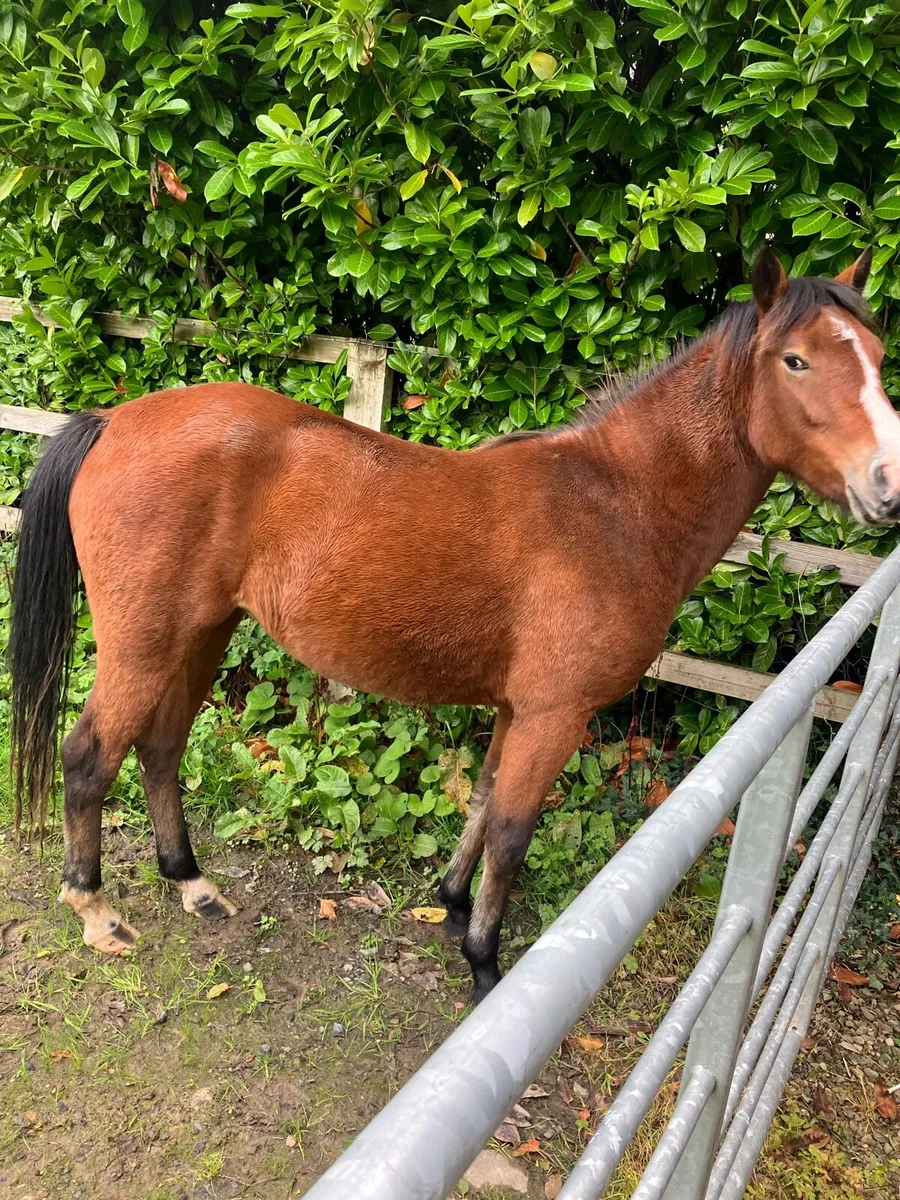 Connemara Filly - Image 3