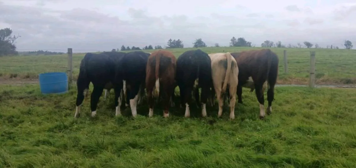 WEANLINGS - Image 3