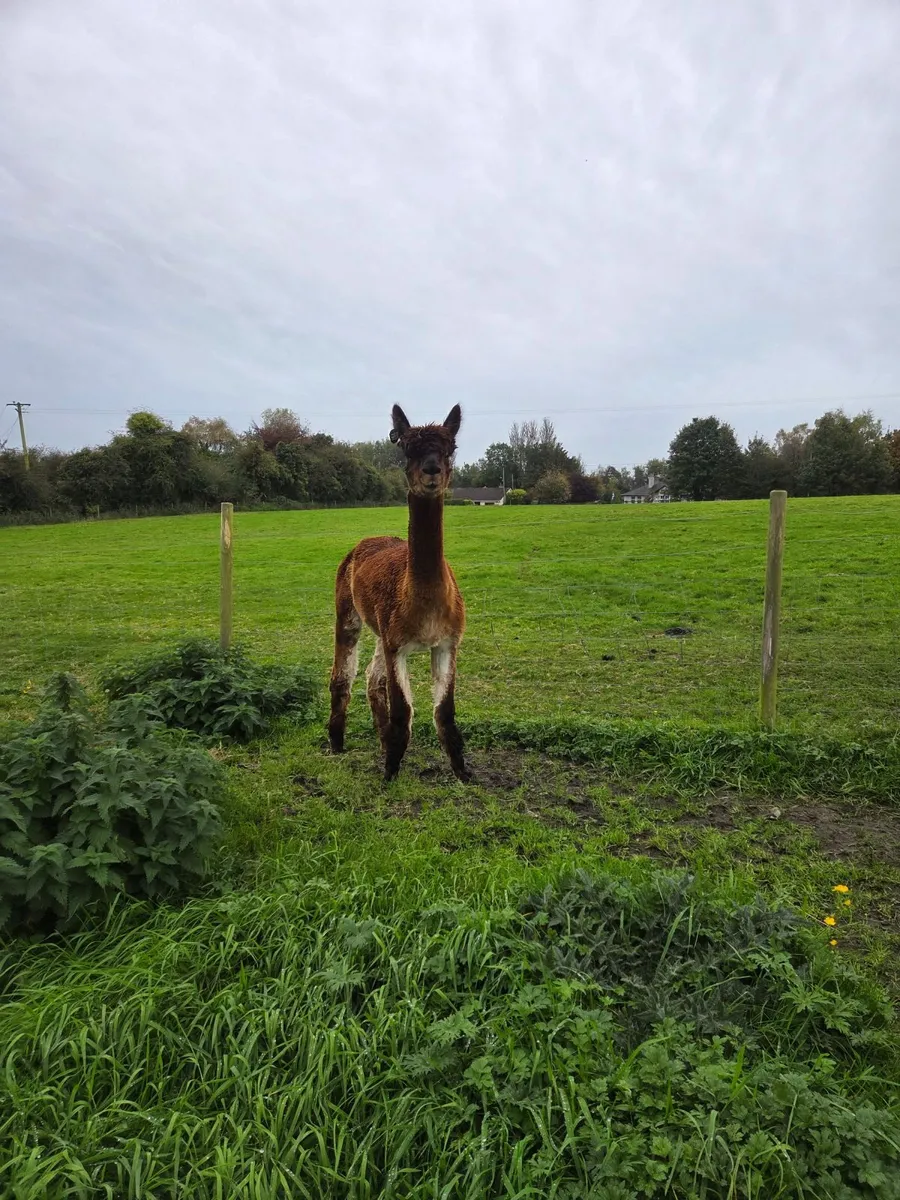 Alpacas - Image 1