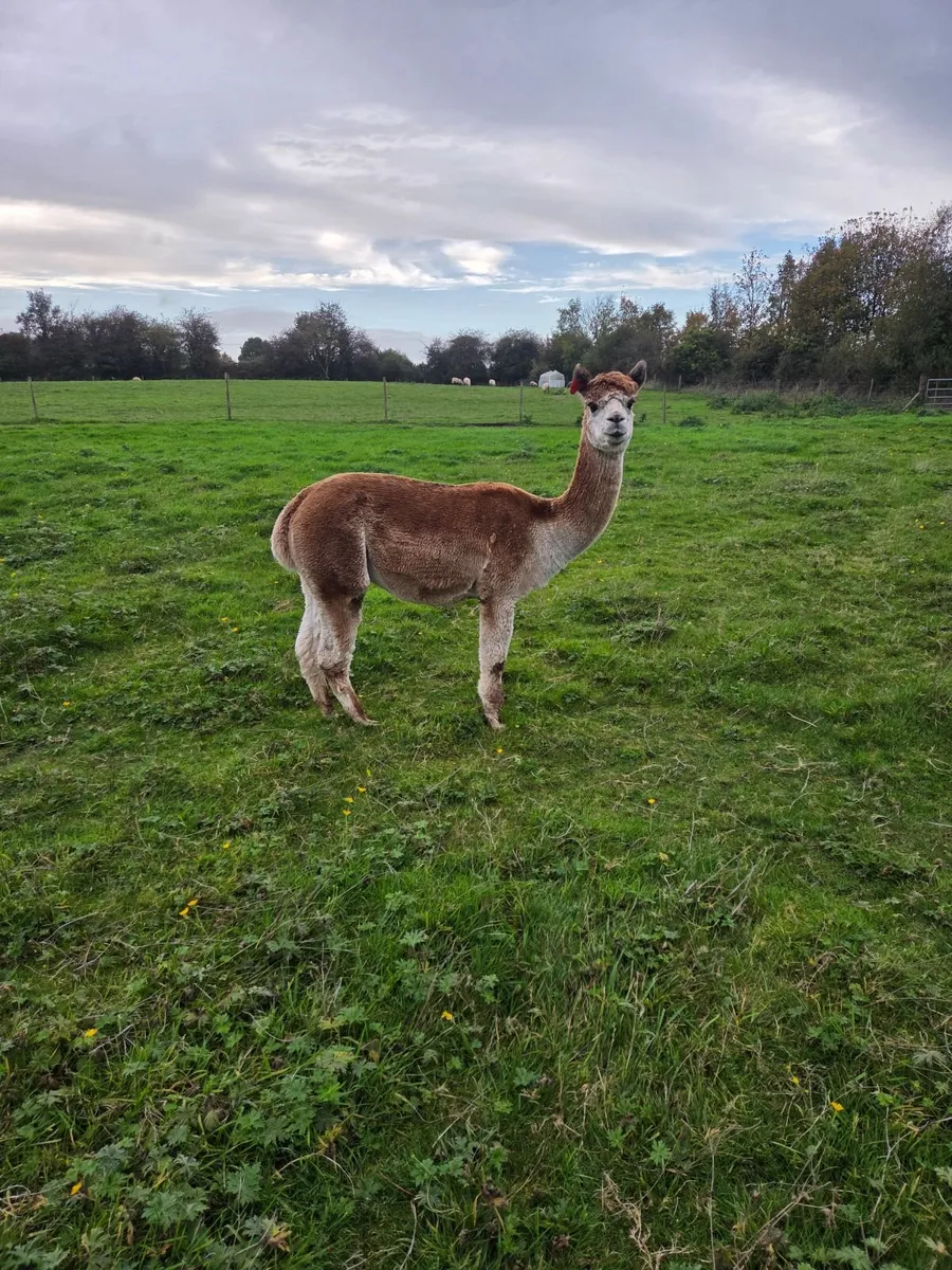 Alpacas - Image 3