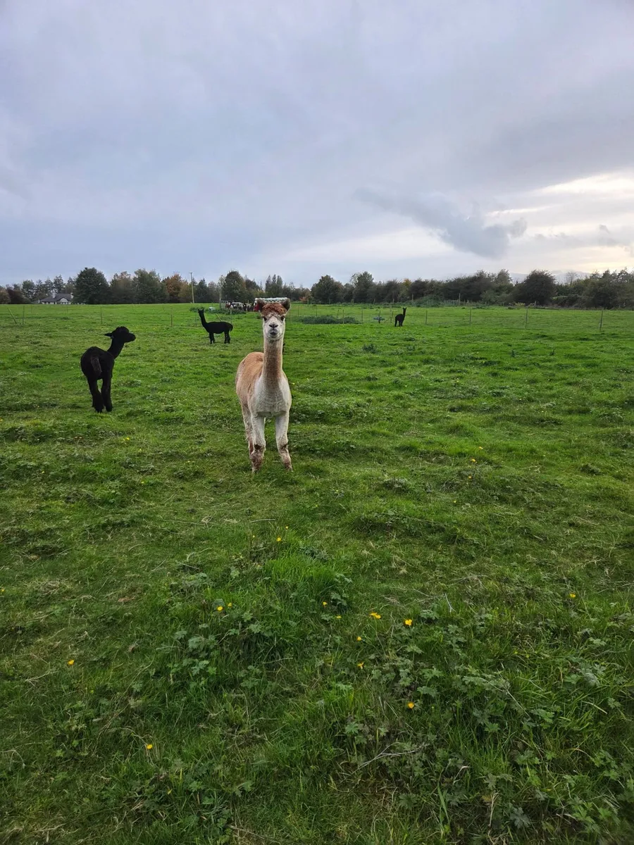 Alpacas - Image 2