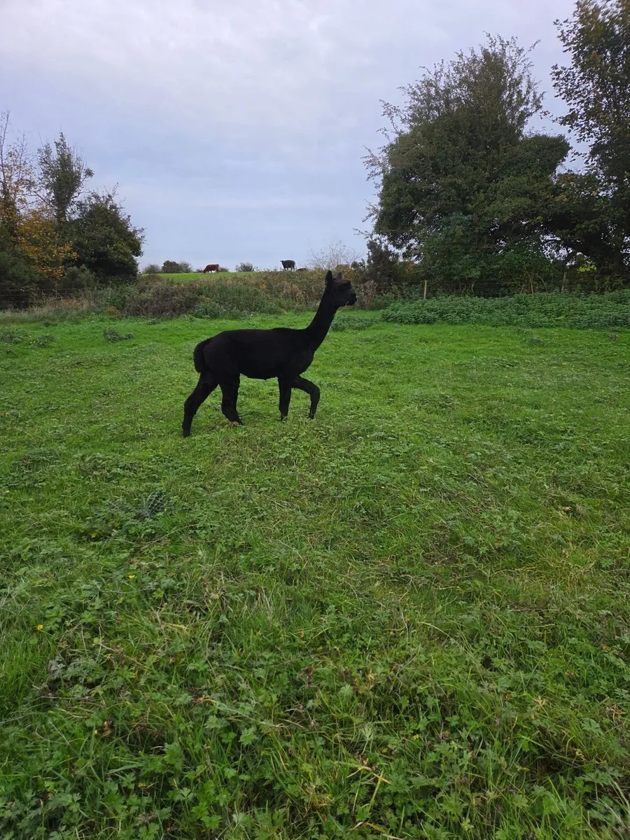 Alpacas - Image 4