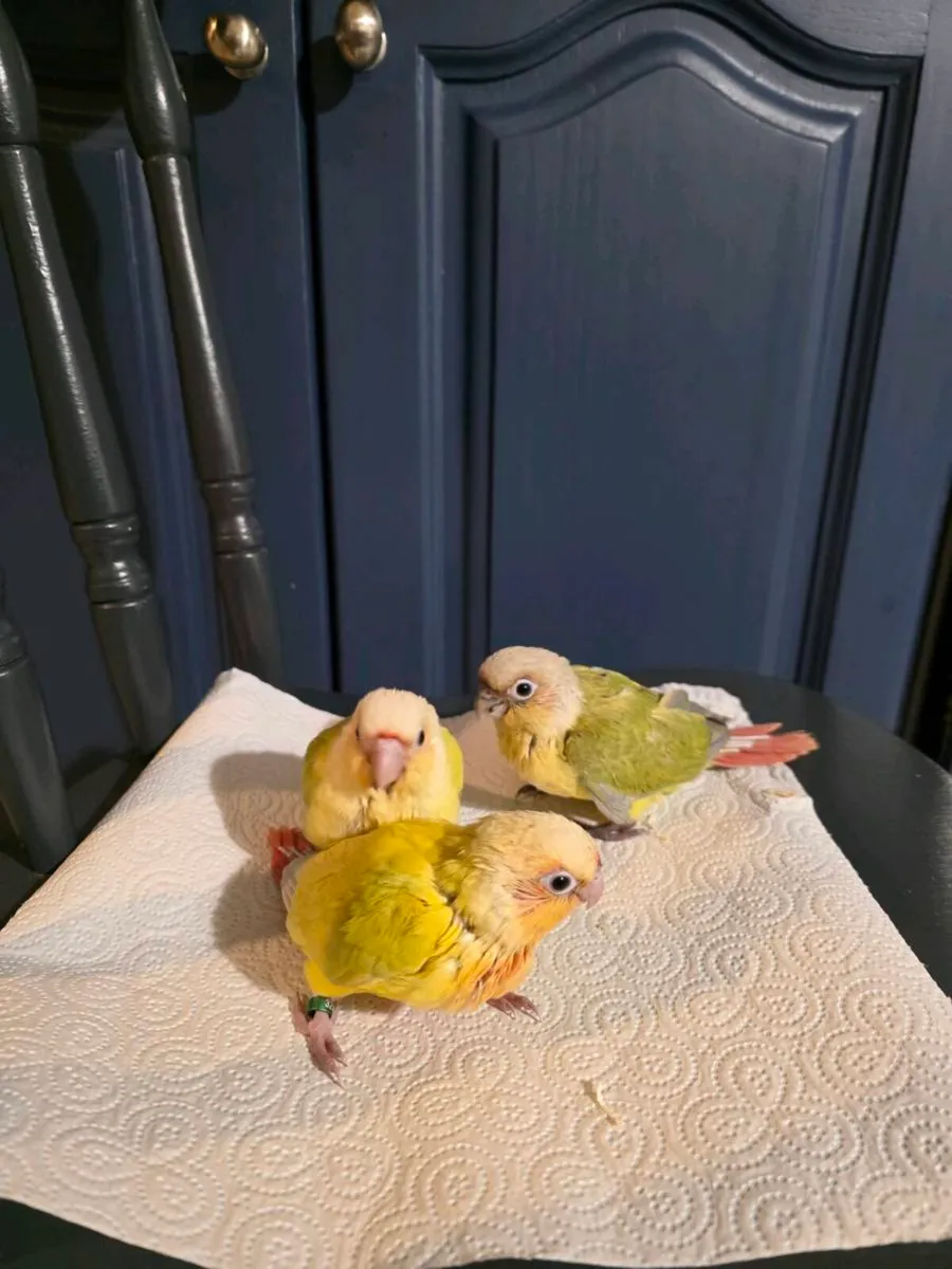 Sun Cheek Conures - Image 4