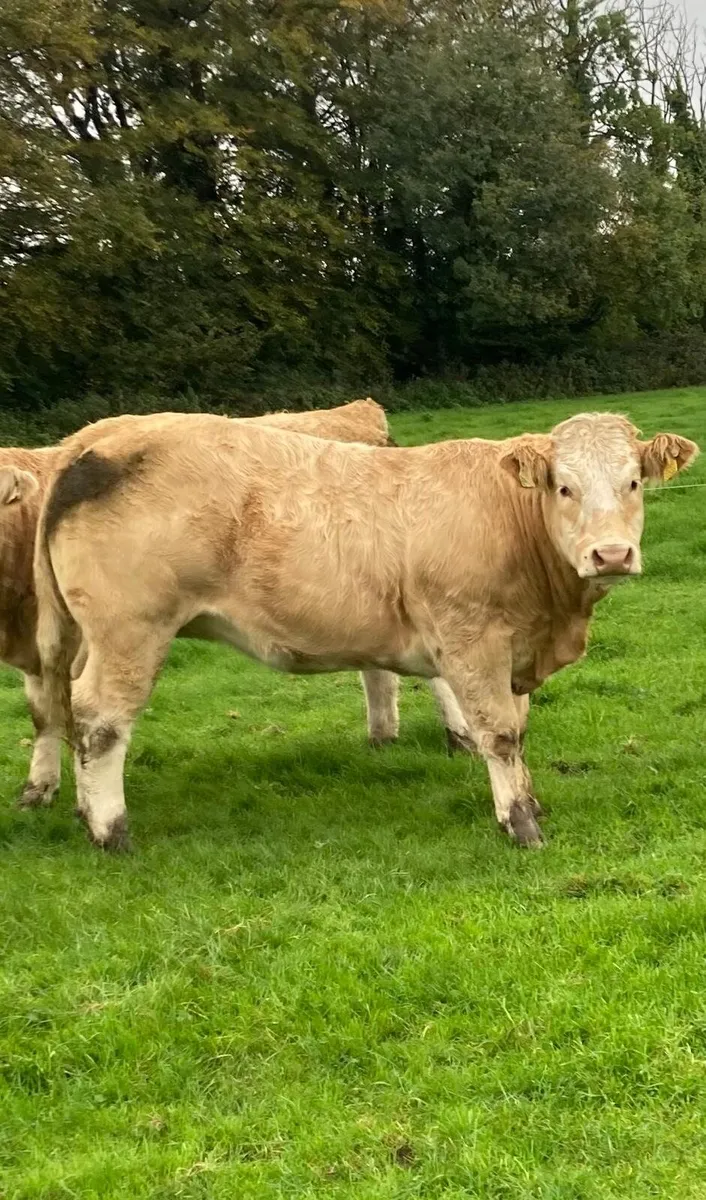 8 Bulls/2 Heifers Tullamore Monday 19/10 - Image 3