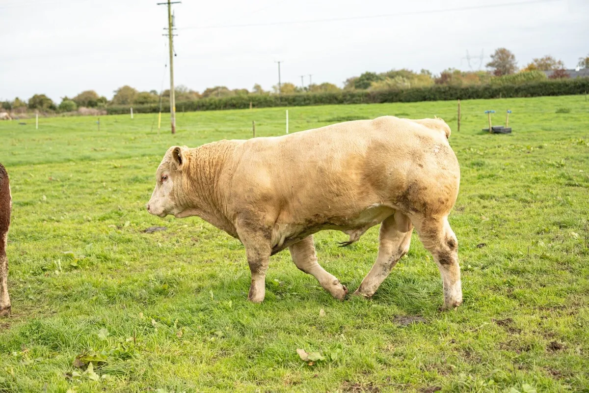 8 Bulls/2 Heifers Tullamore Monday 19/10 - Image 4