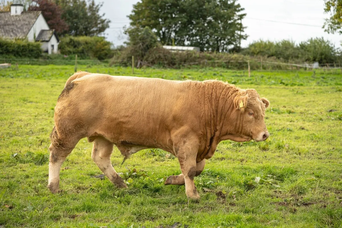 8 Bulls/2 Heifers Tullamore Monday 19/10 - Image 1