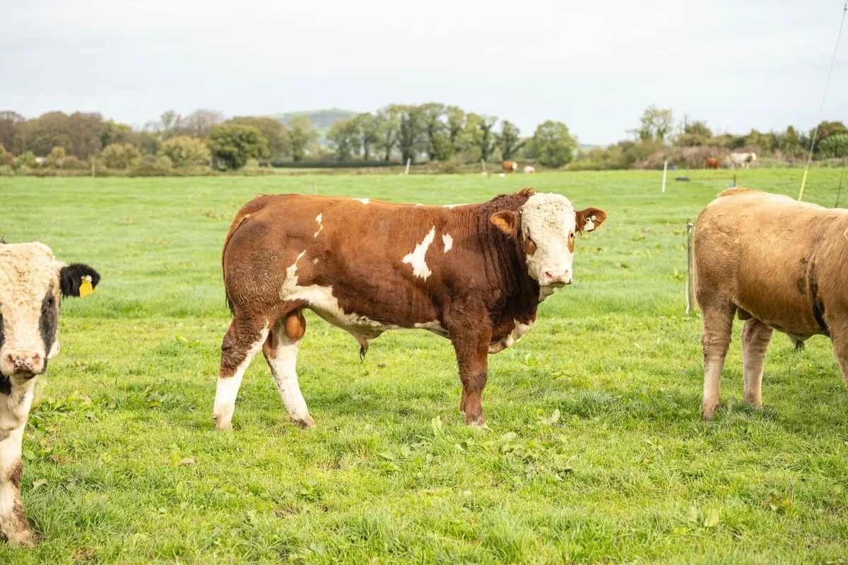8 Bulls/2 Heifers Tullamore Monday 19/10 - Image 2