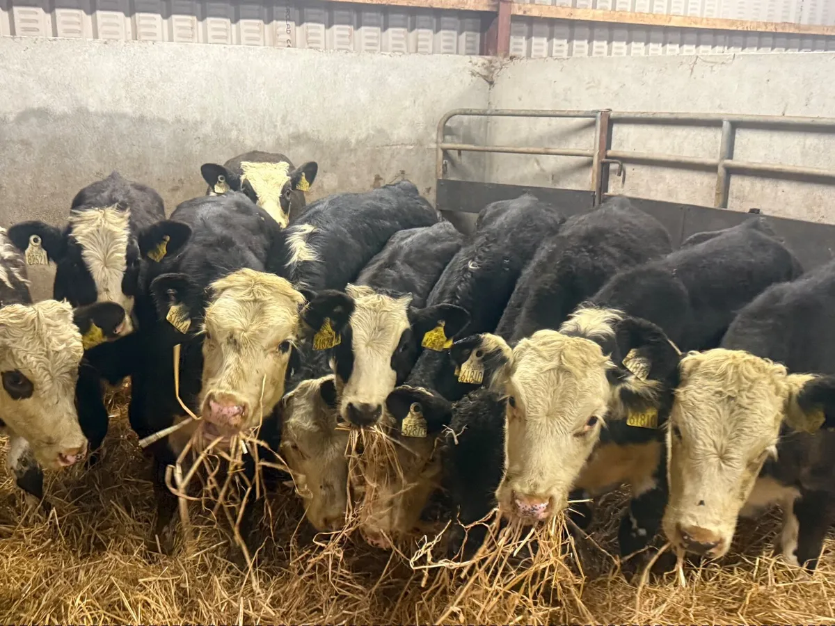 12 HEREFORD & ANGUS HEIFER WEANLINGS - Image 2