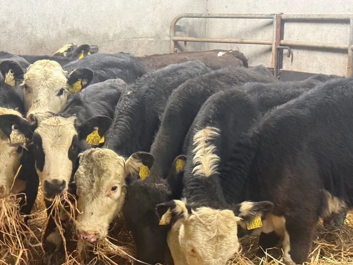 12 HEREFORD & ANGUS HEIFER WEANLINGS - Image 3