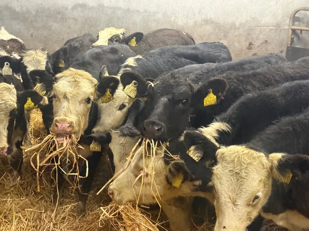 12 HEREFORD & ANGUS HEIFER WEANLINGS - Image 4