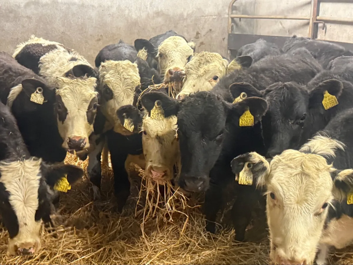 12 HEREFORD & ANGUS HEIFER WEANLINGS - Image 1