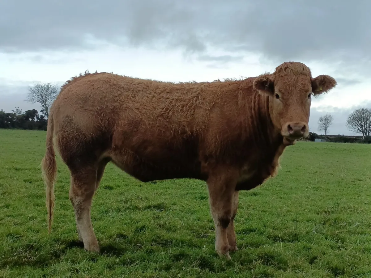 Heifer - Image 1