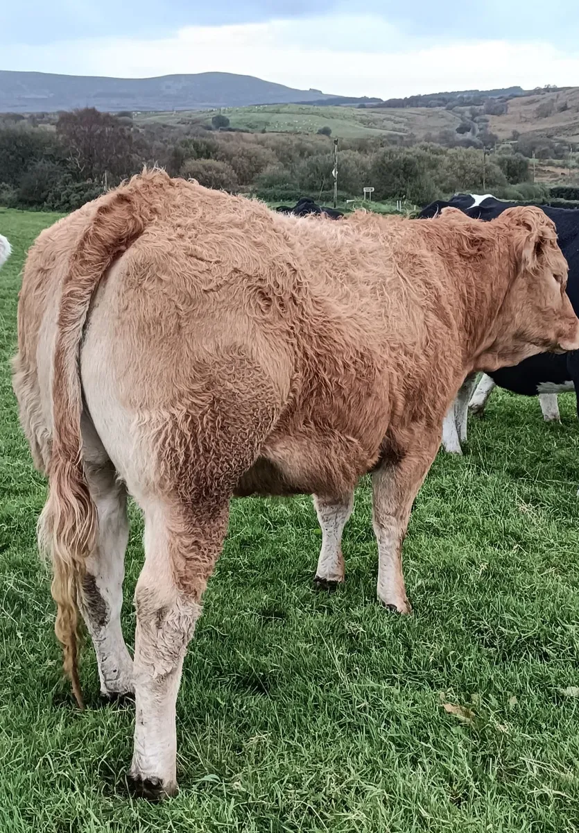 Heifer - Image 2