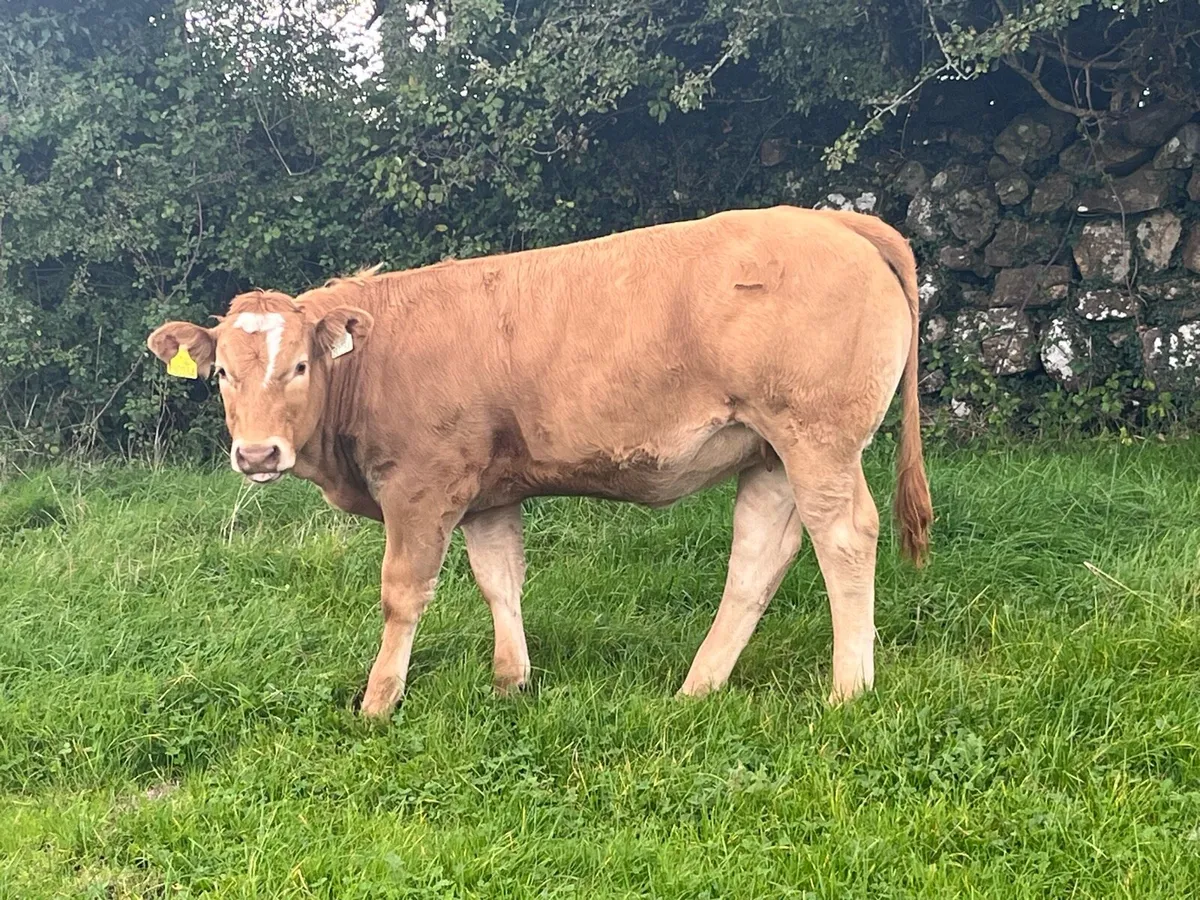 Organic Weanling heifer & 2 bulls - Image 1