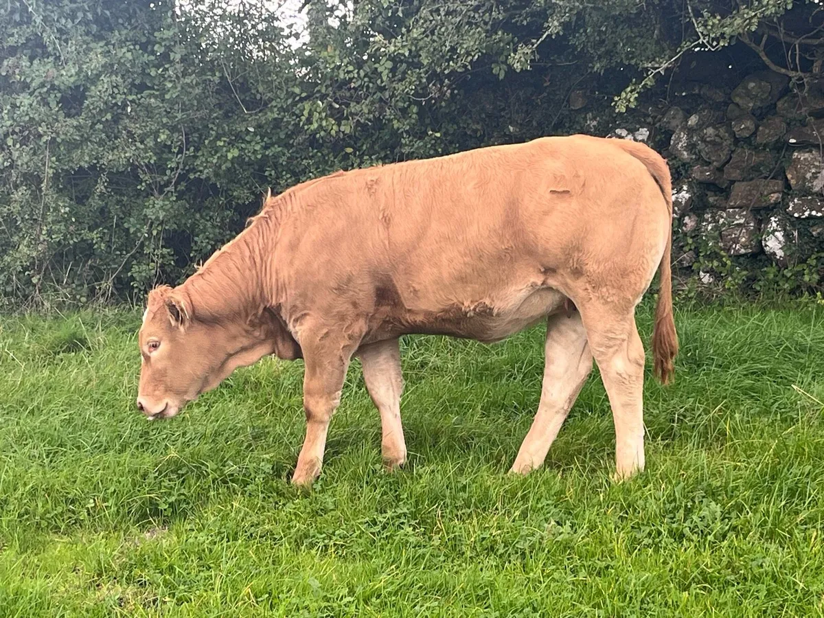 Organic Weanling heifer & 2 bulls - Image 2