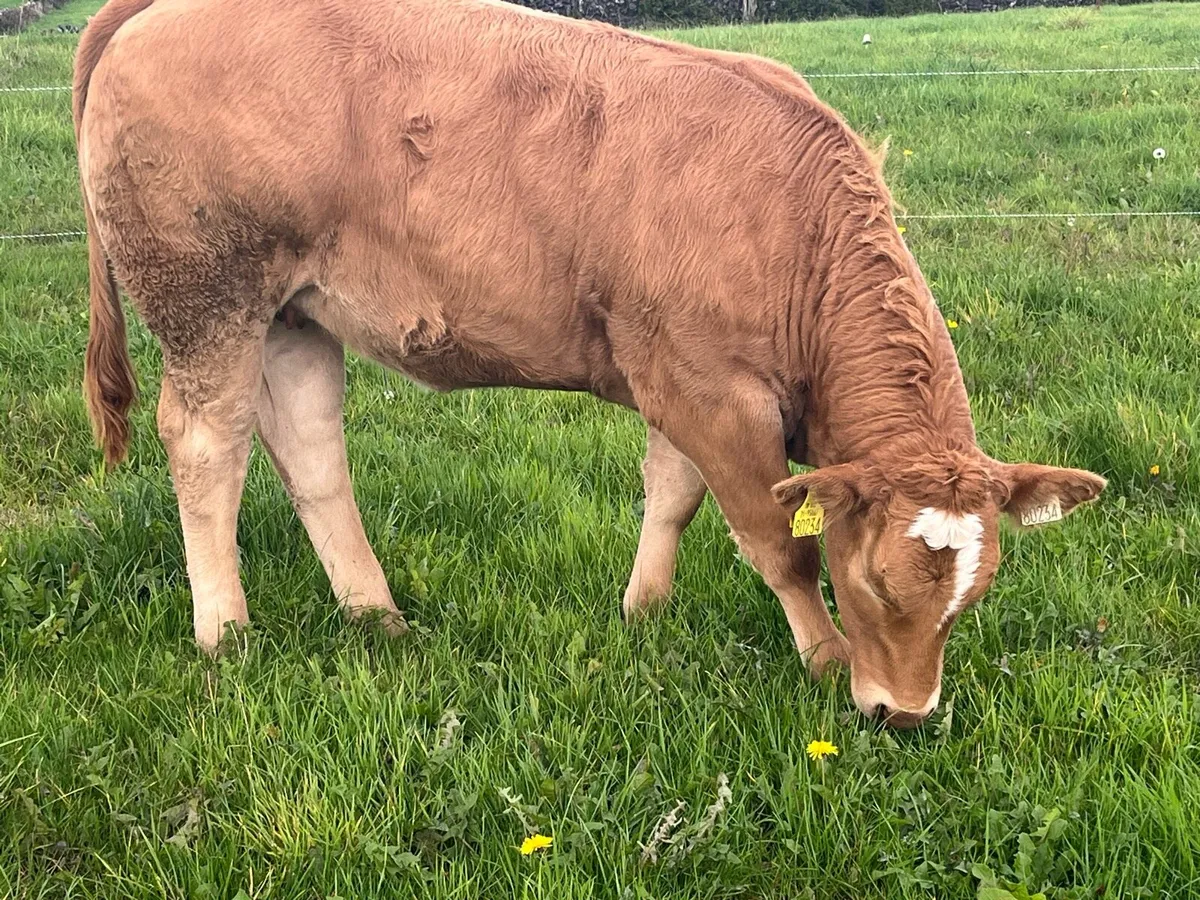 Organic Weanling heifer & 2 bulls - Image 3
