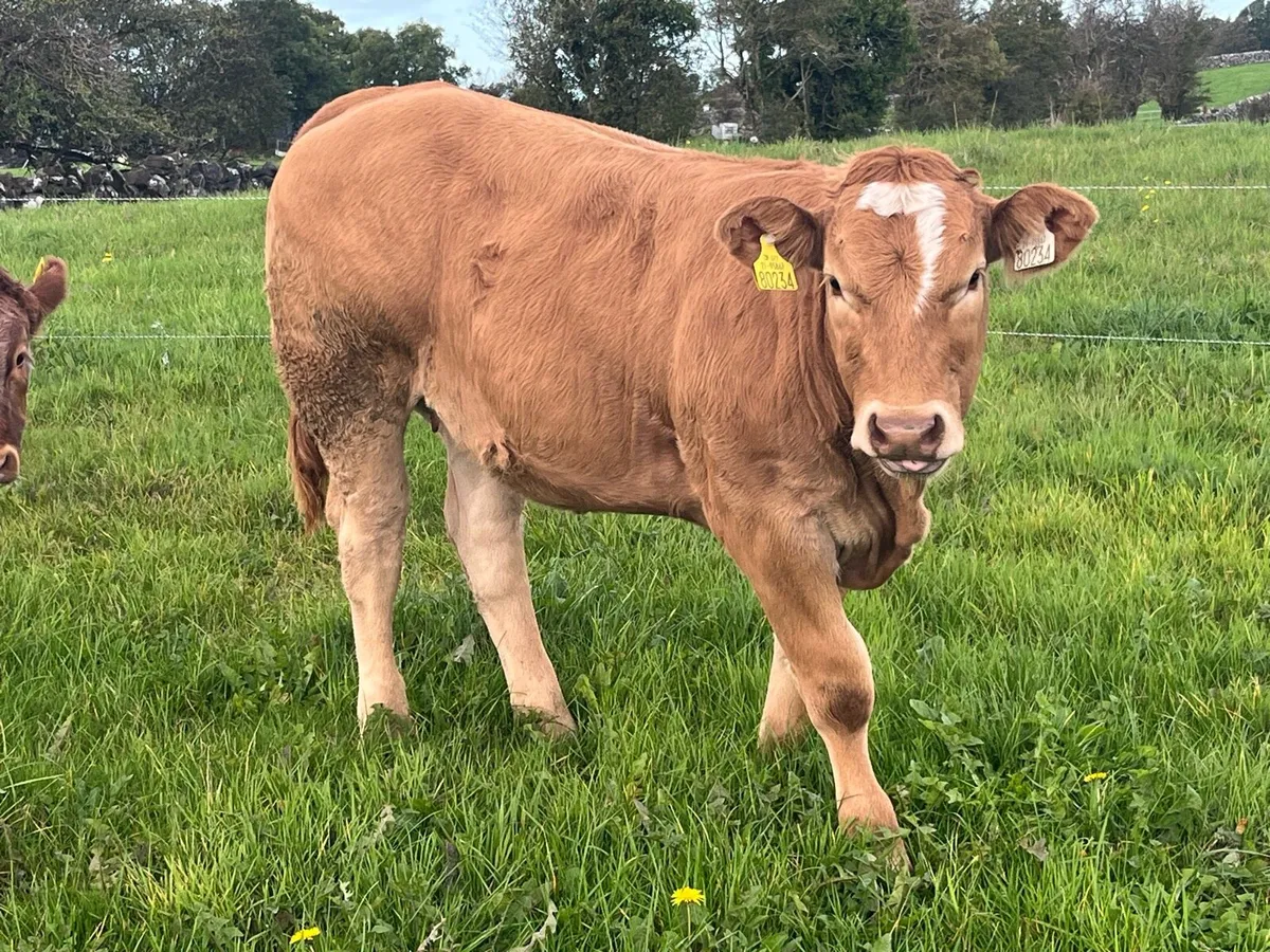 Organic Weanling heifer & 2 bulls - Image 4
