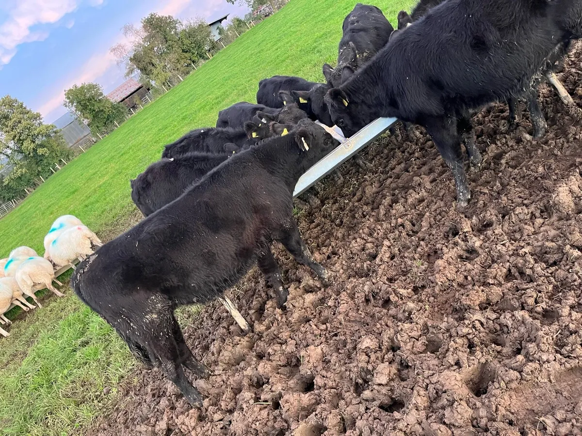 10 Angus & Hereford bull weanings - Image 1