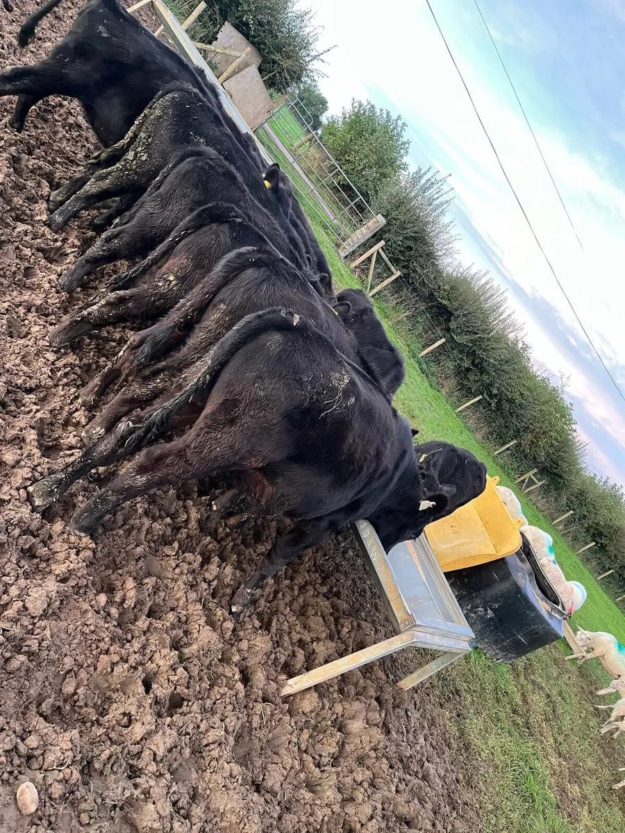10 Angus & Hereford bull weanings - Image 2