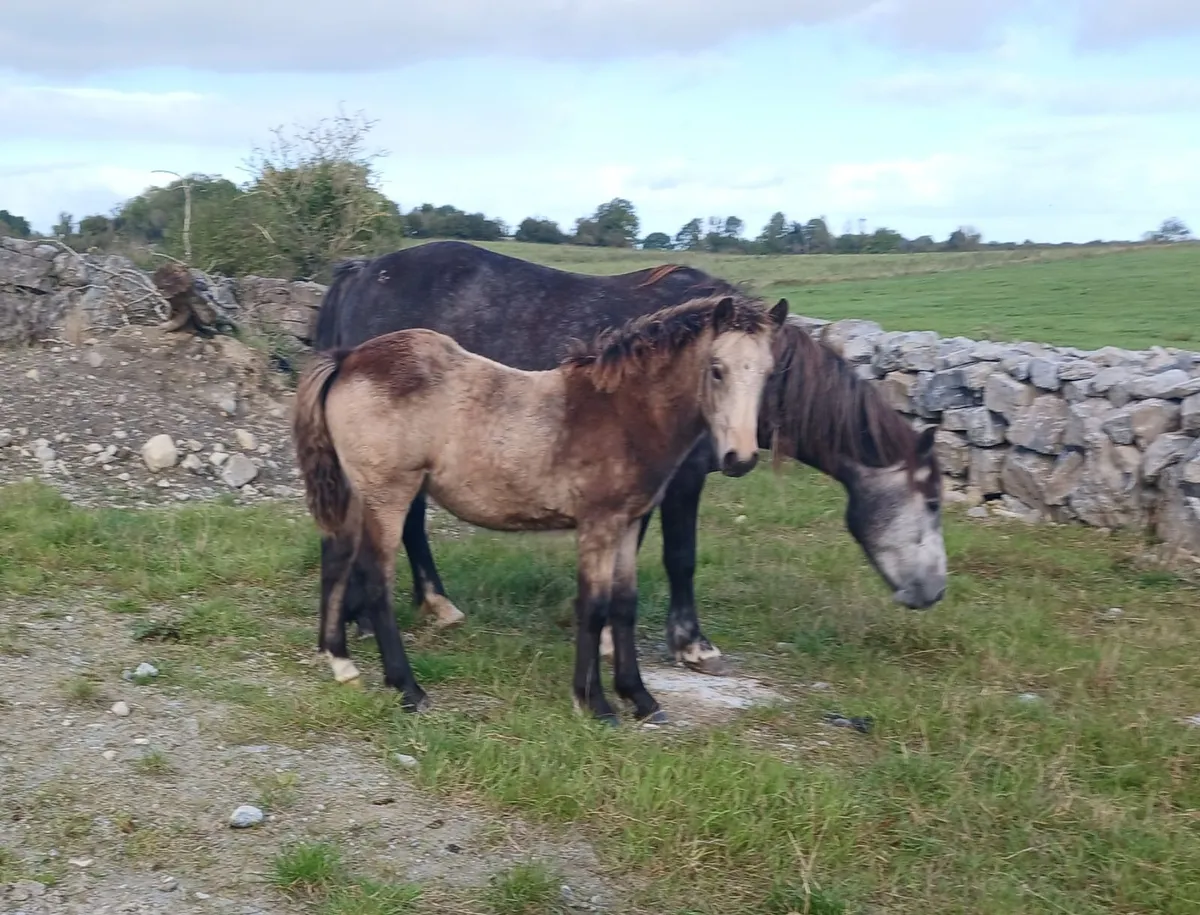 Golden dun filly foals - Image 1