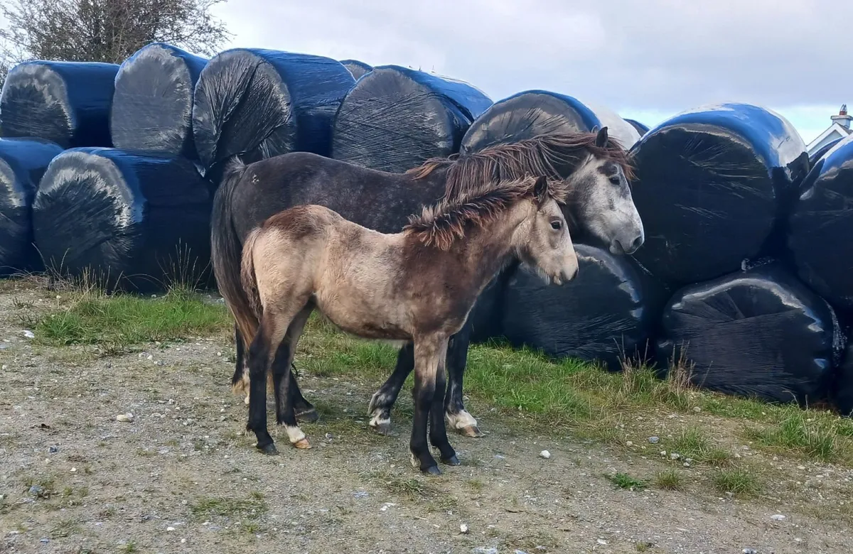 Golden dun filly foals - Image 2