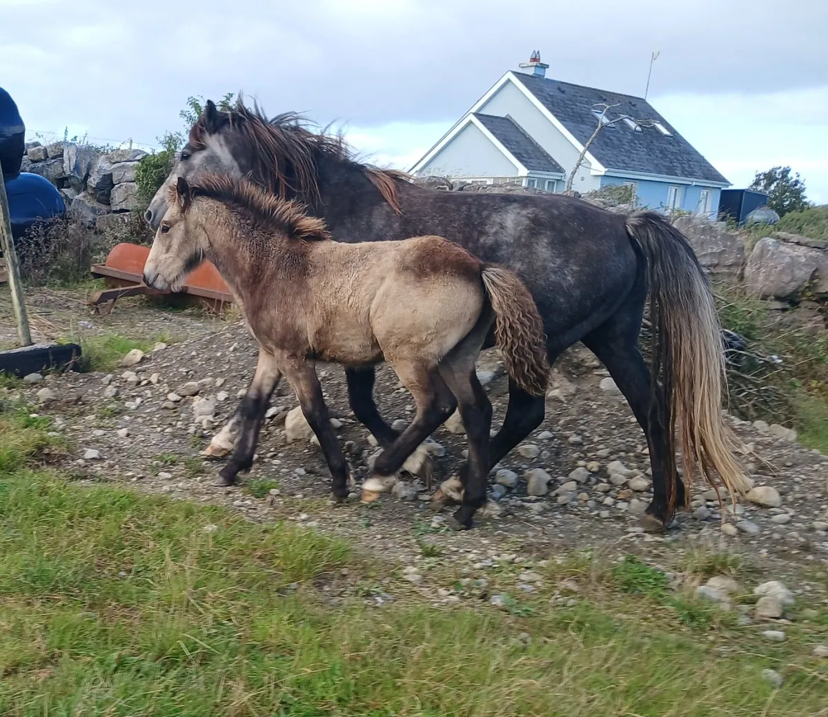 Golden dun filly foals - Image 3