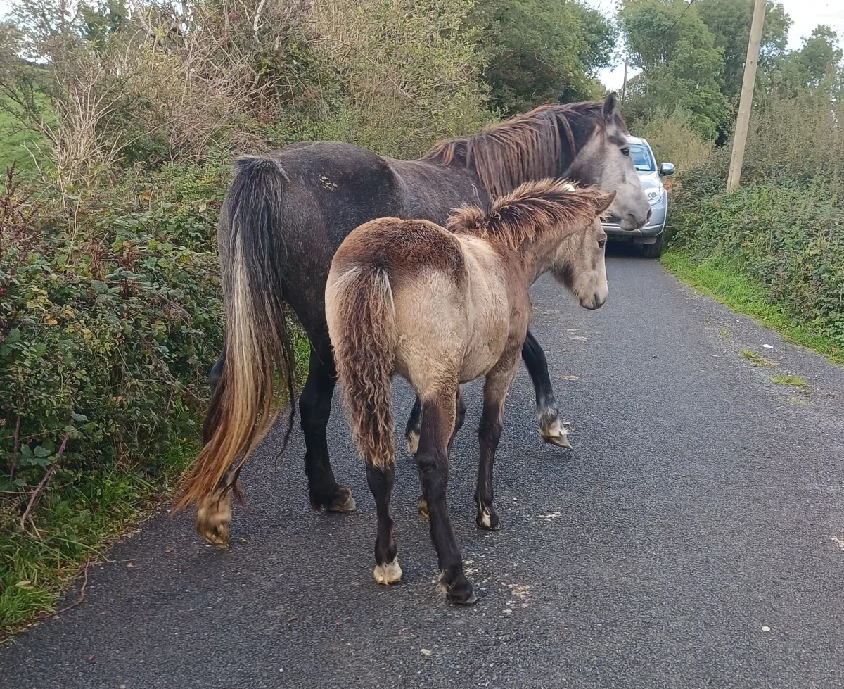 Golden dun filly foals - Image 4