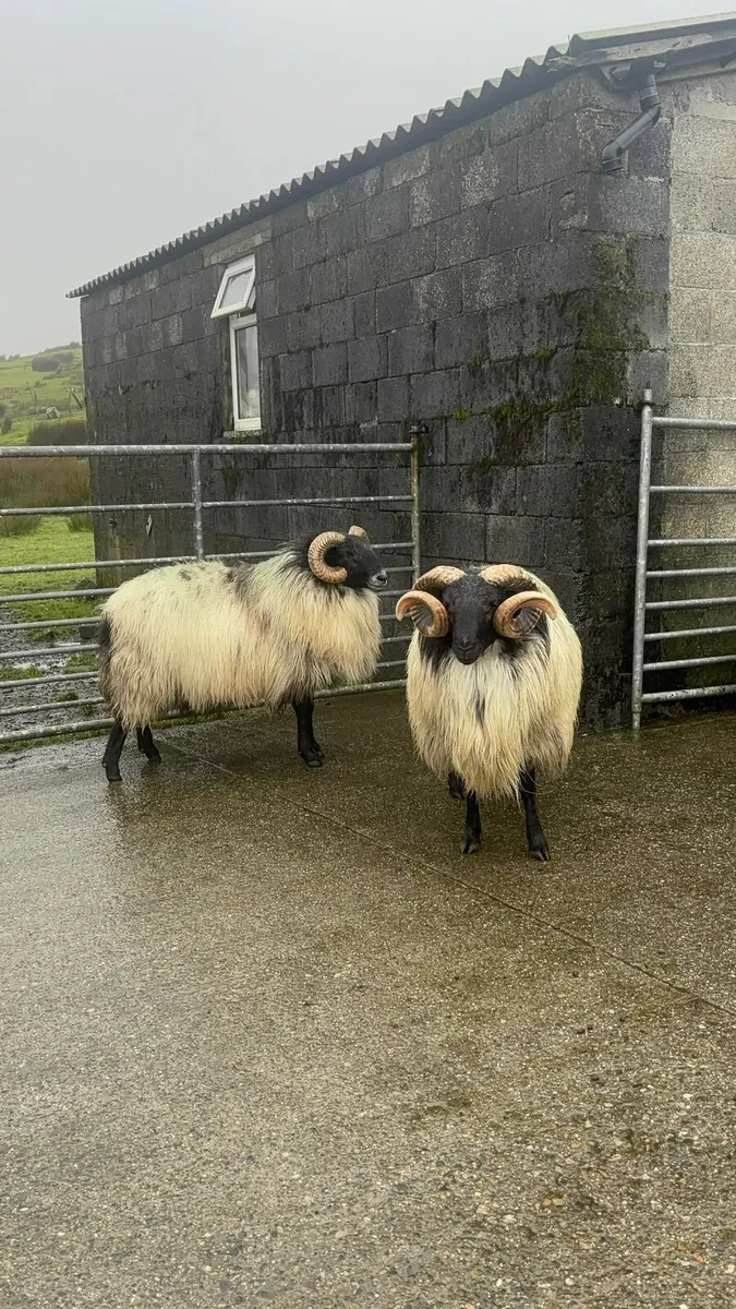 Rams