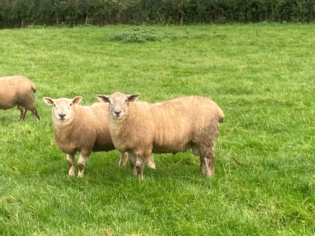 Suftex Rams lambs - Image 3