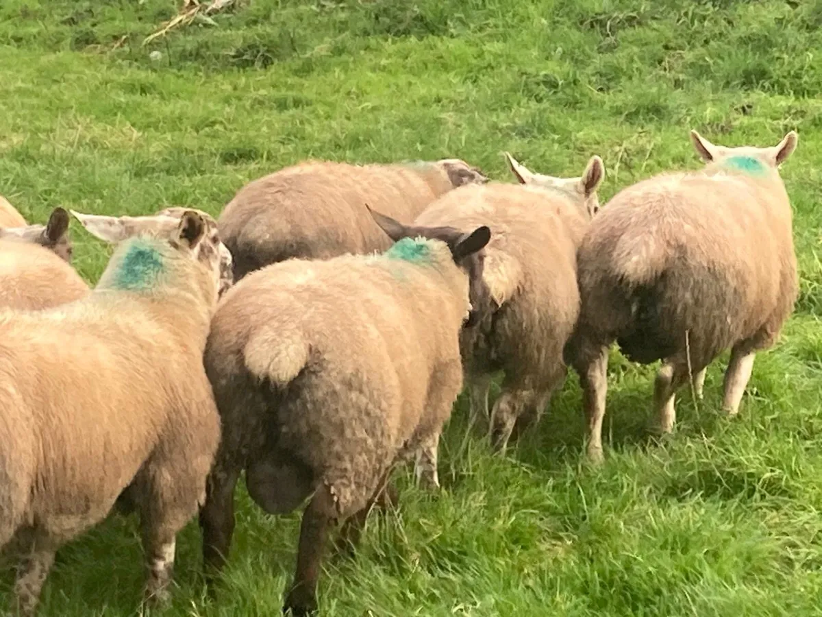 Suftex Rams lambs - Image 4
