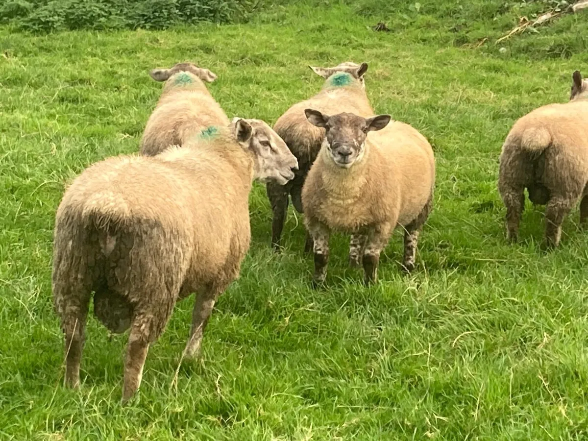 Suftex Rams lambs - Image 2