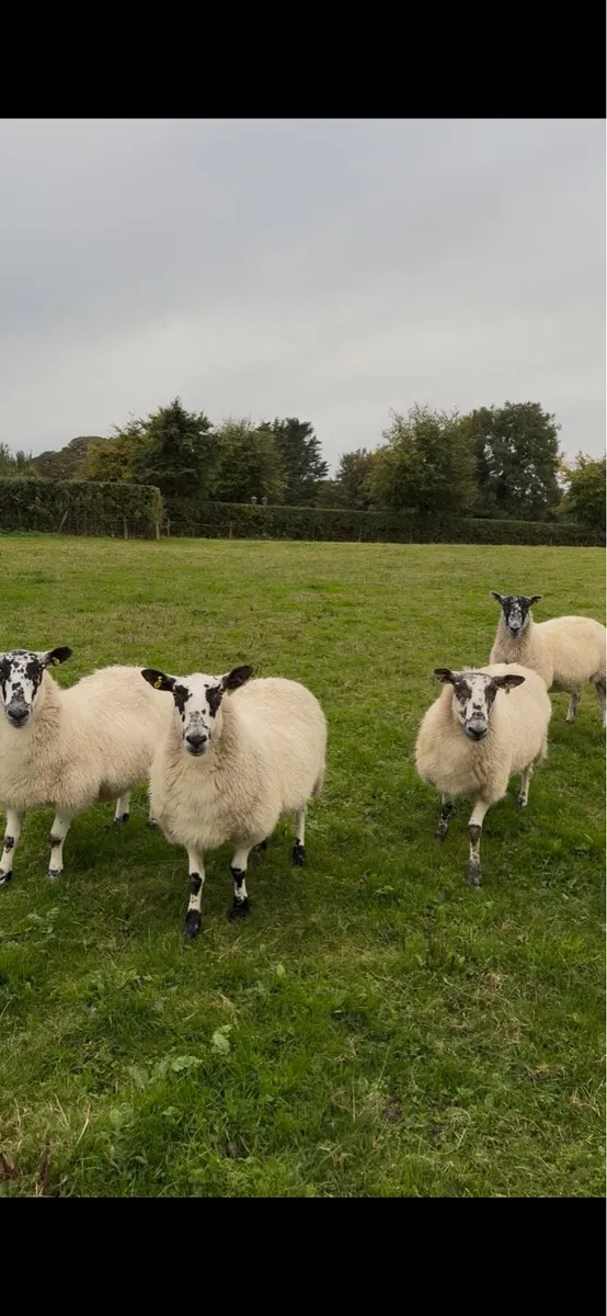 Mule 1 crop sheep - Image 3
