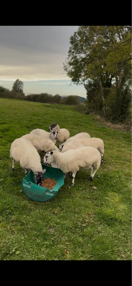 Mule 1 crop sheep - Image 4