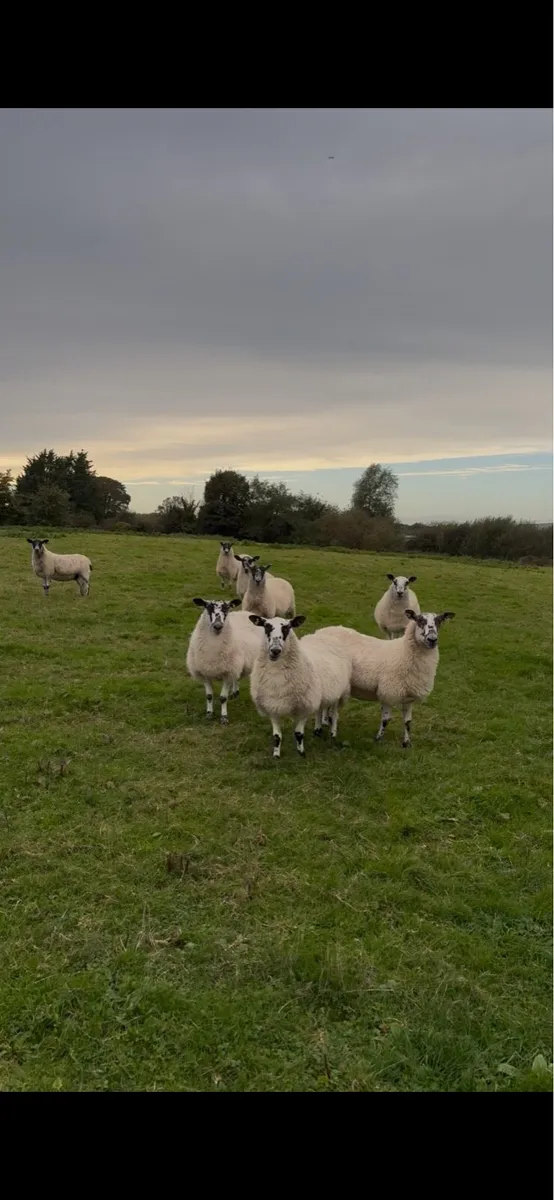Mule 1 crop sheep - Image 2