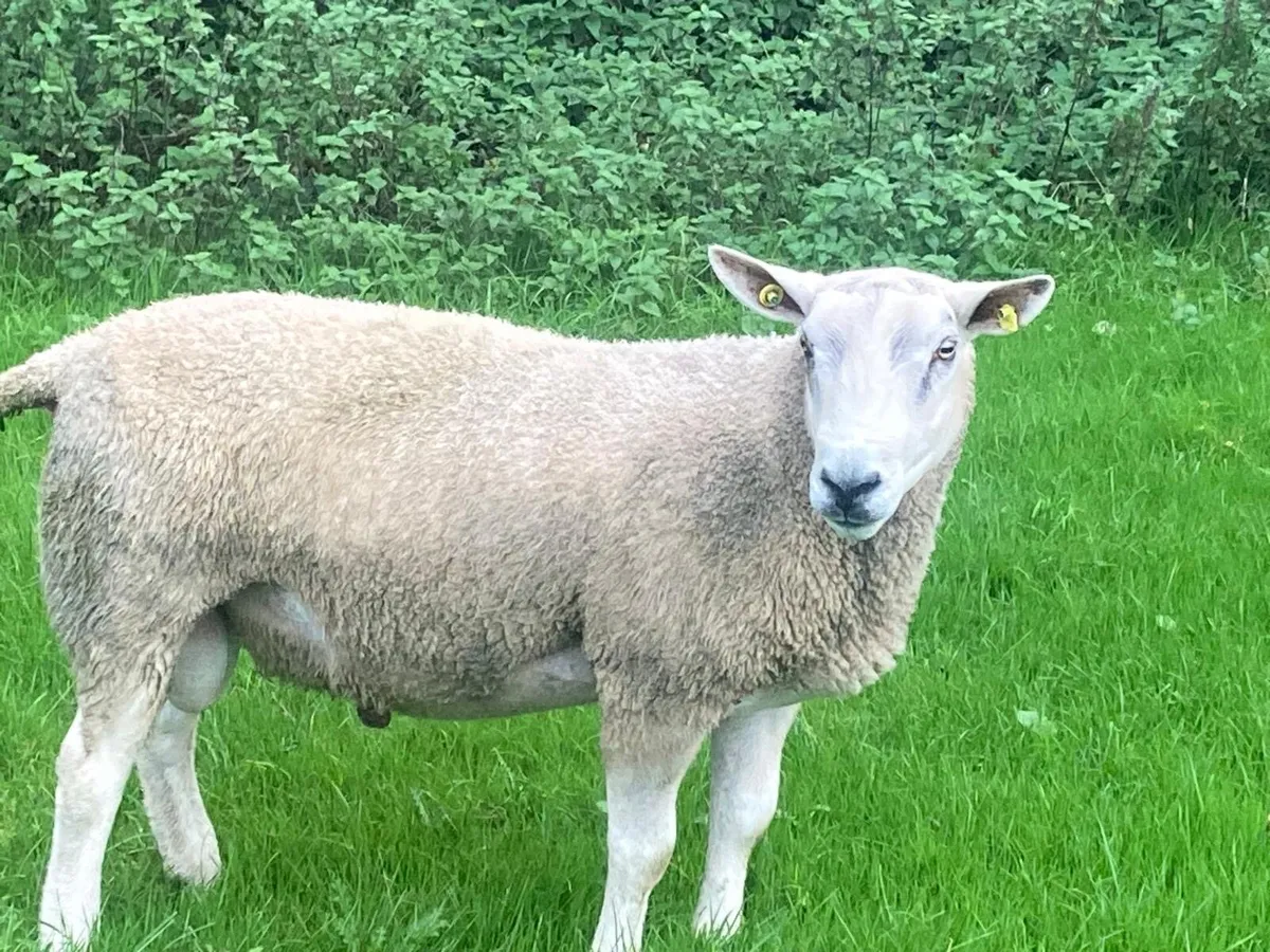 Ram - Image 1