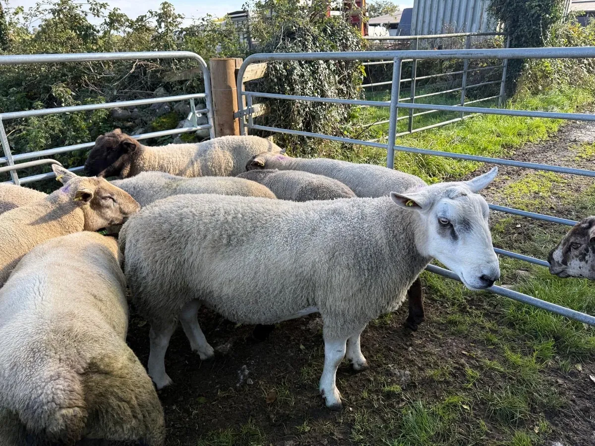 Ram - Image 2