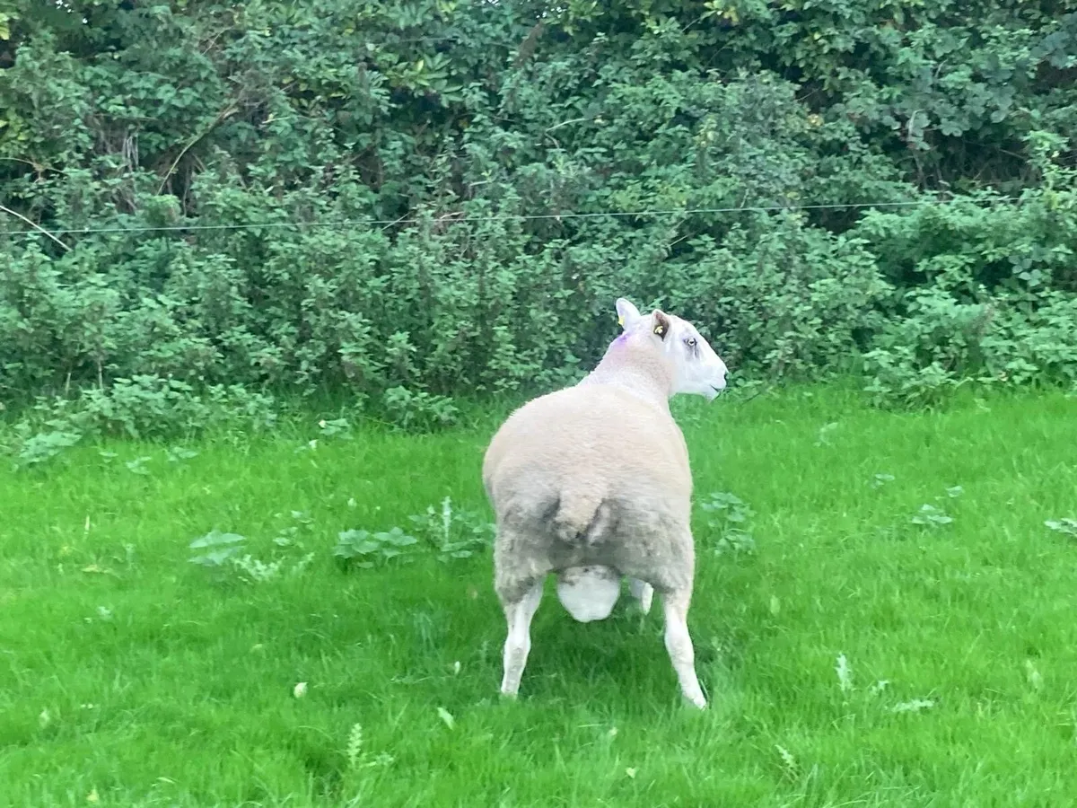 Ram - Image 3