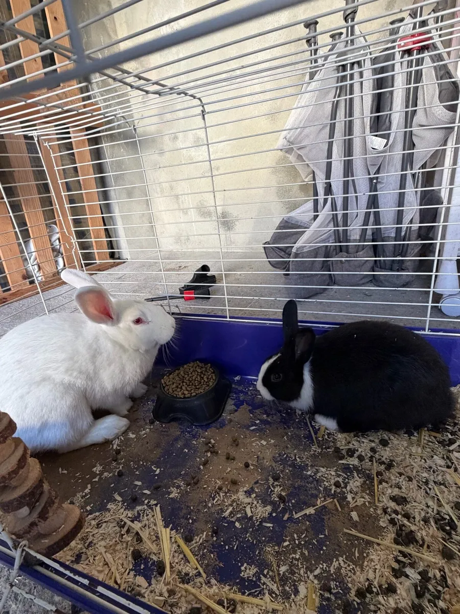 Rabbits - Image 1