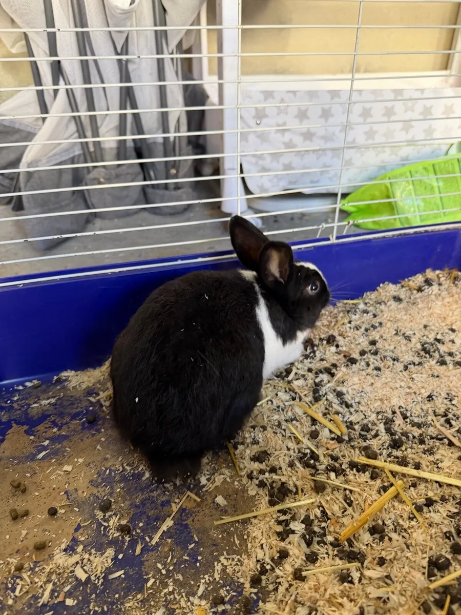 Rabbits - Image 2