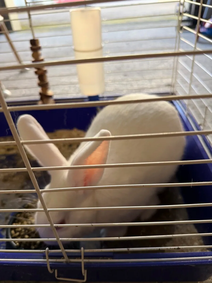 Rabbits - Image 3