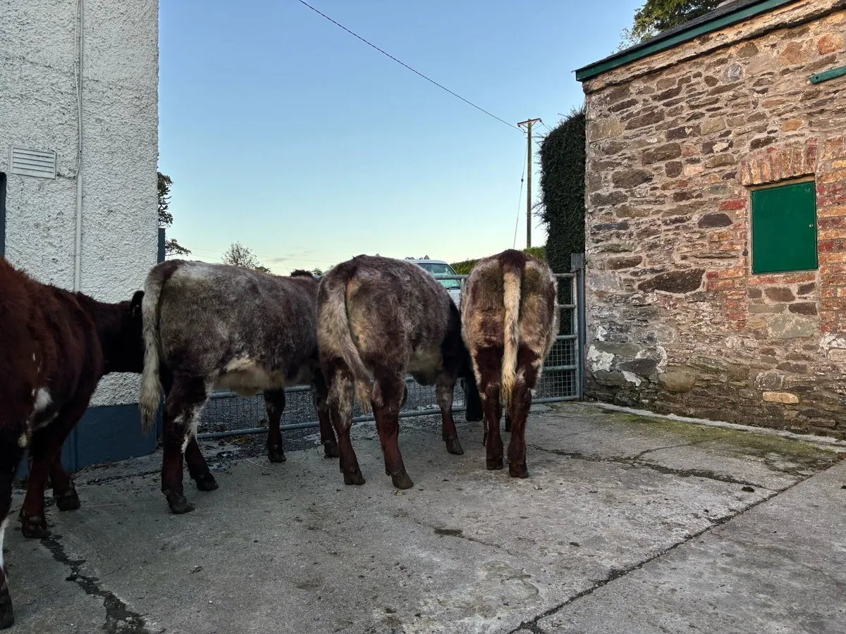Pbr shorthorn heifers - Image 1