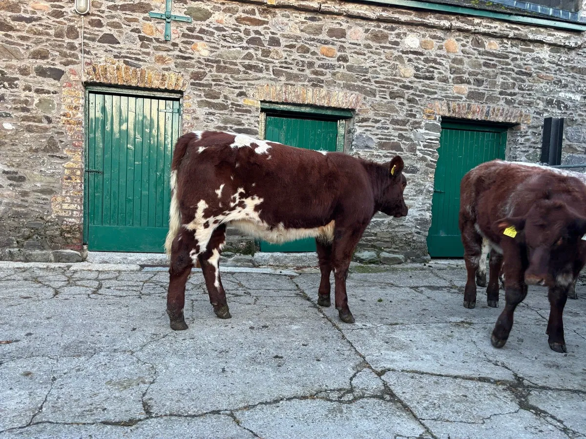 Pbr shorthorn heifers - Image 2