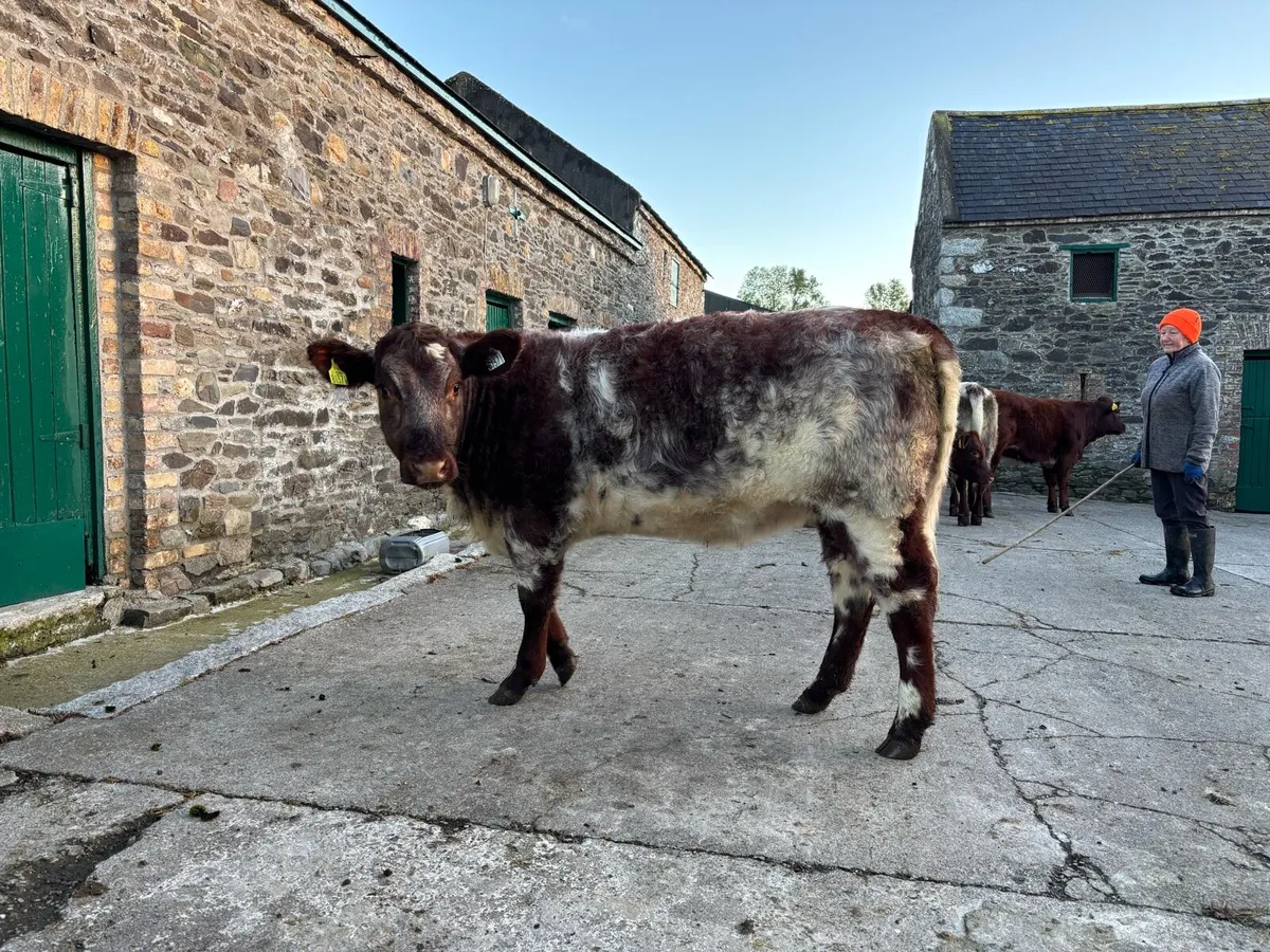 Pbr shorthorn heifers - Image 3