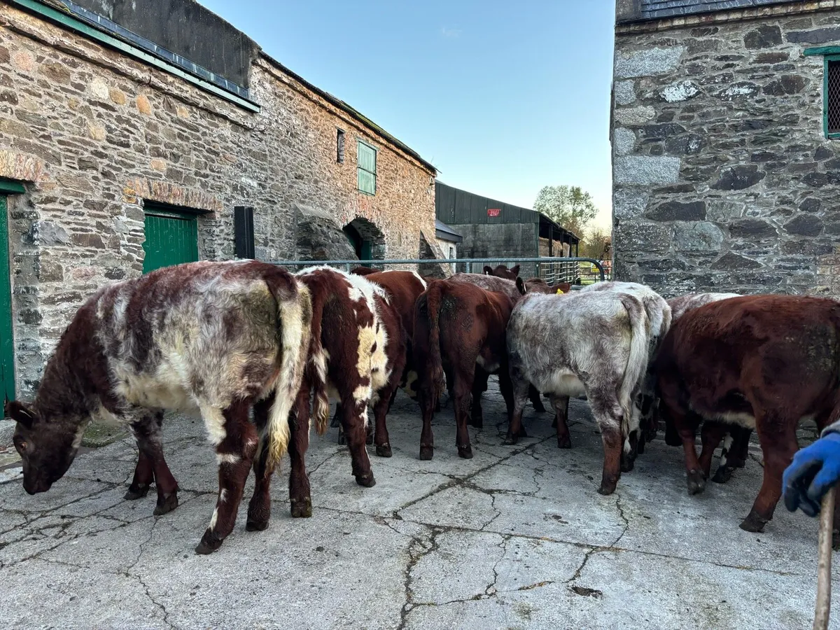 Pbr shorthorn heifers - Image 4