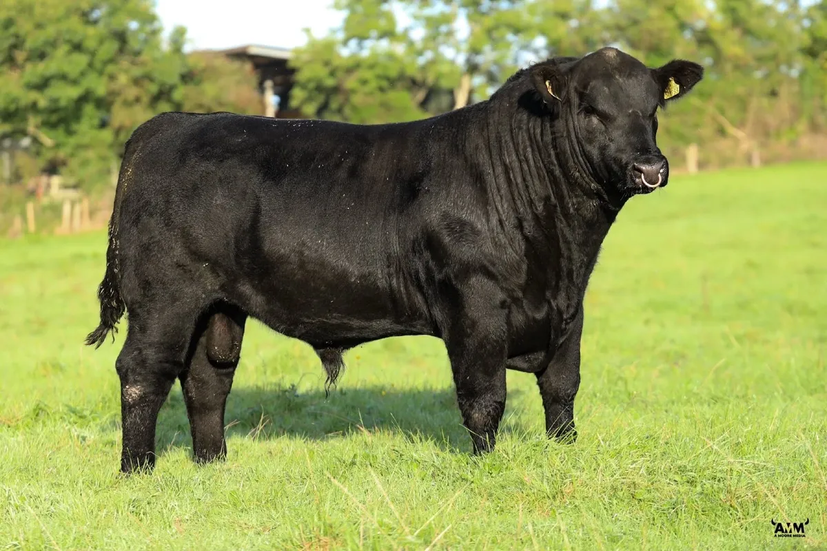 ⭐️  5 Choice Heifers and 6 Select Bulls ⭐️ - Image 1
