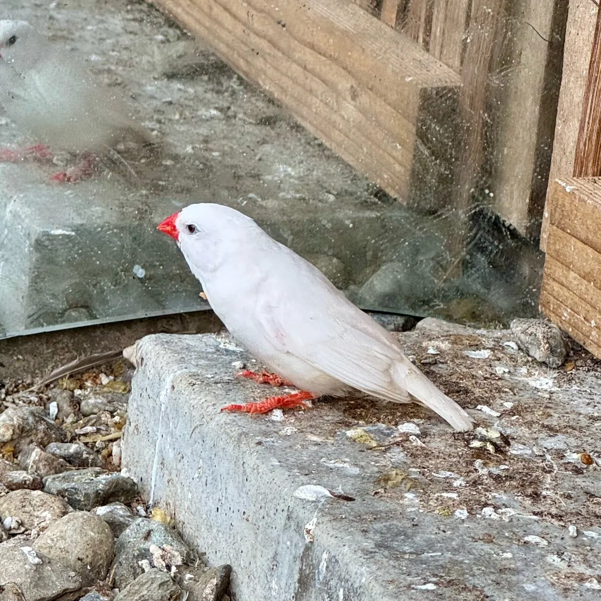 Zebra Finch - Image 2