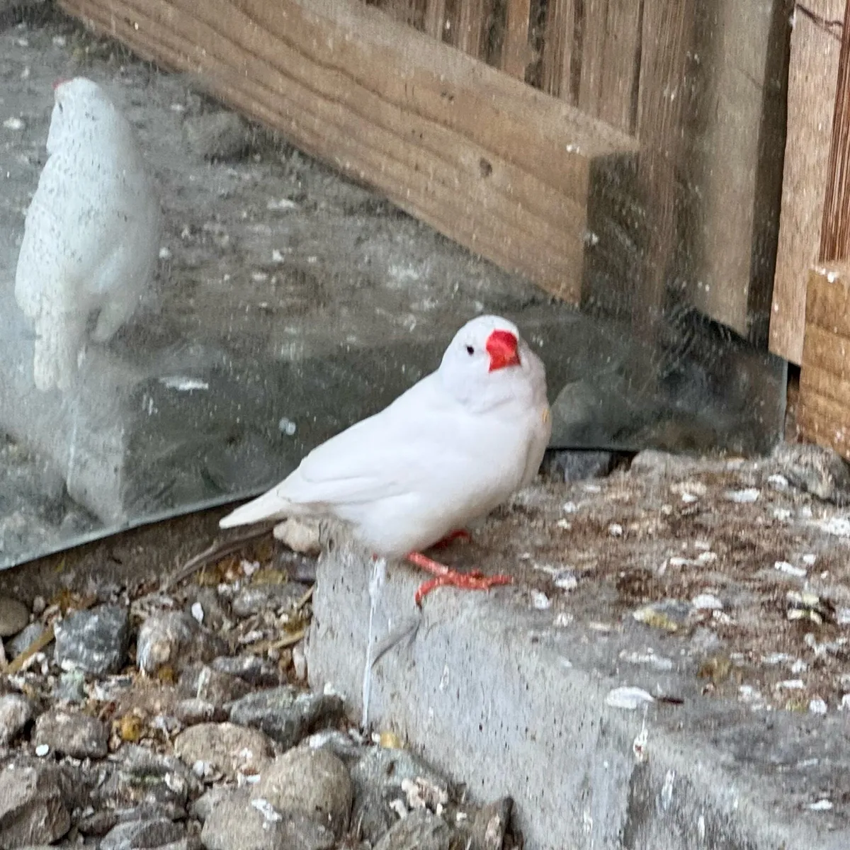 Zebra Finch - Image 1